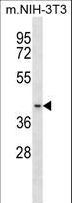 BCKDK Antibody - Mouse Bckdk Antibody western blot of mouse NIH-3T3 cell line lysates (35 ug/lane). The Bckdk antibody detected the Bckdk protein (arrow).