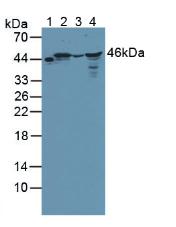 BCKDK Antibody - Western Blot; Sample: Lane1: Rat Serum; Lane2: Rat Pancreas Tissue; Lane3: Rat Brain Tissue; Lane4: Rat Adrenal Gland Tissue.