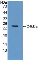 BCKDK Antibody - Western Blot; Sample: Recombinant BCKDK, Rat.
