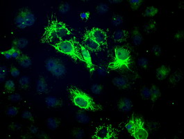 BCKDK Antibody - Anti-BCKDK mouse monoclonal antibody  immunofluorescent staining of COS7 cells transiently transfected by pCMV6-ENTRY BCKDK.