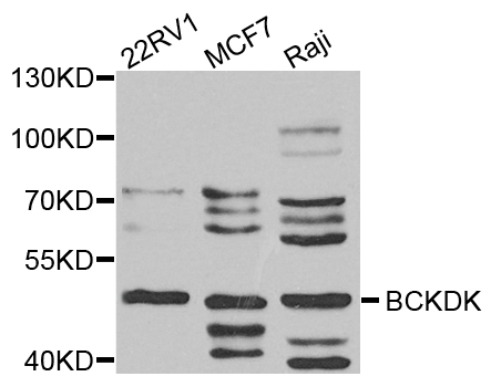 BCKDK Antibody - Western blot blot of extract of various cells, using BCKDK antibody.
