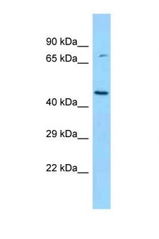 BCKDK Antibody - BCKDK antibody Western blot of Rat Brain lysate. Antibody concentration 1 ug/ml.  This image was taken for the unconjugated form of this product. Other forms have not been tested.