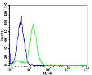BCL10 / BCL-10 Antibody - Flow cytometric of HeLa cells with BCL10 Antibody (green) compared to an isotype control of mouse IgG1 (blue). Antibody was diluted at 1:25 dilution. An Alexa Fluor 488 goat anti-mouse lgG at 1:400 dilution was used as the secondary antibody.