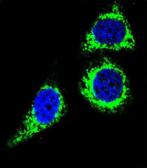BCL10 / BCL-10 Antibody - Confocal immunofluorescence of BCL10 Antibody with HeLa cell followed by Alexa Fluor 488-conjugated goat anti-rabbit lgG (green). DAPI was used to stain the cell nuclear (blue).