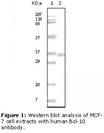 BCL10 / BCL-10 Antibody