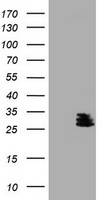 BCL10 / BCL-10 Antibody - HEK293T cells were transfected with the pCMV6-ENTRY control (Left lane) or pCMV6-ENTRY BCL10 (Right lane) cDNA for 48 hrs and lysed. Equivalent amounts of cell lysates (5 ug per lane) were separated by SDS-PAGE and immunoblotted with anti-BCL10.