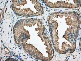 BCL10 / BCL-10 Antibody - Immunohistochemical staining of paraffin-embedded Human prostate tissue using anti-BCL10 mouse monoclonal antibody. (Dilution 1:50).