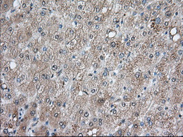 BCL10 / BCL-10 Antibody - Immunohistochemical staining of paraffin-embedded Human liver tissue using anti-BCL10 mouse monoclonal antibody. (Dilution 1:50).
