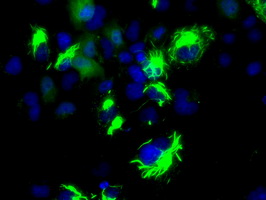 BCL10 / BCL-10 Antibody - Anti-BCL10 mouse monoclonal antibody  immunofluorescent staining of COS7 cells transiently transfected by pCMV6-ENTRY BCL10.