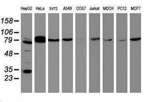 BCL10 / BCL-10 Antibody - Western blot of extracts (35 ug) from 9 different cell lines by using g anti-BCL10 monoclonal antibody (HepG2: human; HeLa: human; SVT2: mouse; A549: human; COS7: monkey; Jurkat: human; MDCK: canine; PC12: rat; MCF7: human).