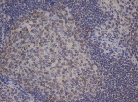 BCL10 / BCL-10 Antibody - IHC of paraffin-embedded Human tonsil using anti-BCL10 mouse monoclonal antibody.