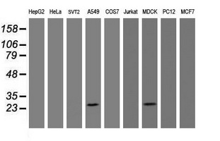 BCL10 / BCL-10 Antibody - Western blot of extracts (35 ug) from 9 different cell lines by using anti-BCL10 monoclonal antibody (HepG2: human; HeLa: human; SVT2: mouse; A549: human; COS7: monkey; Jurkat: human; MDCK: canine; PC12: rat; MCF7: human).