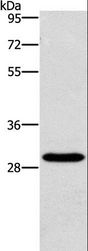 BCL10 / BCL-10 Antibody - Western blot analysis of HeLa cell, using BCL10 Polyclonal Antibody at dilution of 1:950.