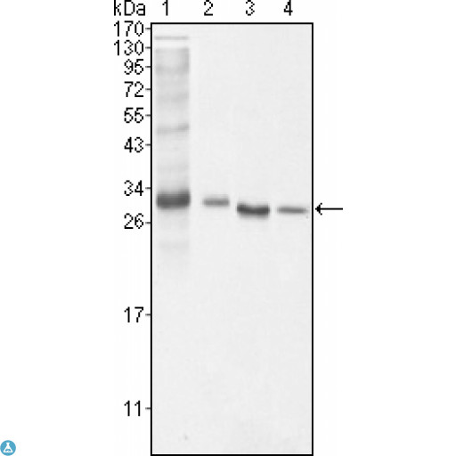 BCL10 / BCL-10 Antibody - Western Blot (WB) analysis using Bcl-10 Monoclonal Antibody against NIH/3T3 (1), HeLa (2), MCF-7 (3) and Jurkat (4) cell lysate.