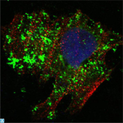 BCL10 / BCL-10 Antibody - Confocal Immunofluorescence (IF) analysis of HeLa cells using Bcl-10 Monoclonal Antibody (green). Red: Actin filaments have been labeled with Alexa Fluor-555 phalloidin. Blue: DRAQ5 fluorescent DNA dye.