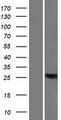 BCL11A Protein - Western validation with an anti-DDK antibody * L: Control HEK293 lysate R: Over-expression lysate