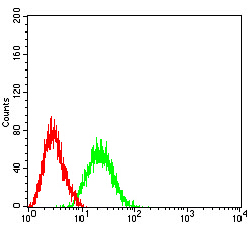 BCL11B Antibody - Flow cytometric analysis of Jurkat cells using BCL11B mouse mAb (green) and negative control (red).