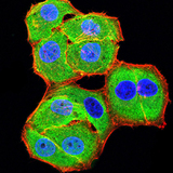 BCL11B Antibody - Immunofluorescence analysis of Hela cells using BCL11B mouse mAb (green). Blue: DRAQ5 fluorescent DNA dye. Red: Actin filaments have been labeled with Alexa Fluor- 555 phalloidin. Secondary antibody from Fisher