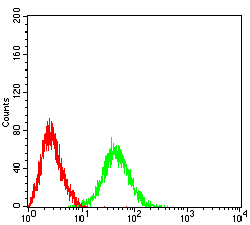 BCL11B Antibody - Flow cytometric analysis of BCL11B cells using HeLa mouse mAb (green) and negative control (red).