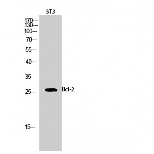 BCL2 / Bcl-2 Antibody - Western blot of Bcl-2 antibody