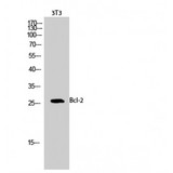 BCL2 / Bcl-2 Antibody - Western blot of Bcl-2 antibody