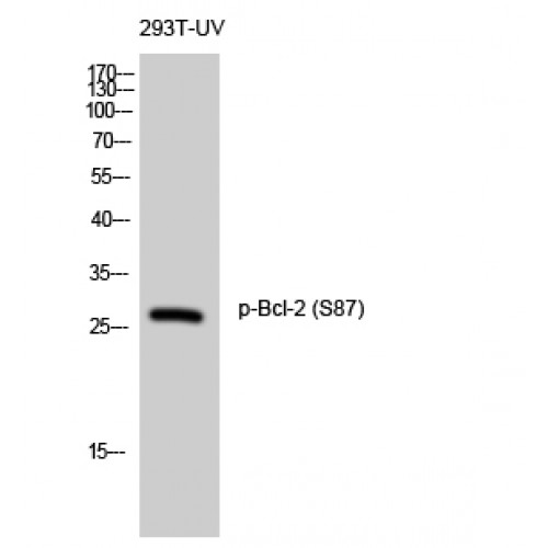 BCL2 / Bcl-2 Antibody - Western blot of Phospho-Bcl-2 (S87) antibody