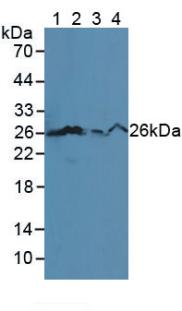 BCL2 / Bcl-2 Antibody - Western Blot; Sample: Lane1: Mouse Serum; Lane2: Human HL-60 Cells; Lane3: Human Jurkat Cells; Lane4: Human U-937 Cells.