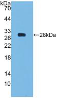 BCL2 / Bcl-2 Antibody - Western Blot; Sample: Recombinant Bcl2, Human.
