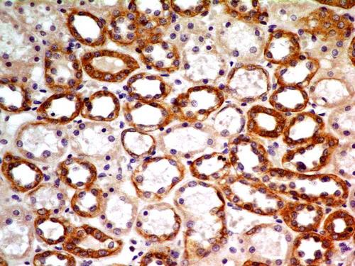 BCL2 / Bcl-2 Antibody - Fig-2: Immunohistochemical analysis of Bcl-2 in human kidney tissue using Bcl-2 antibody (Clone: BC1) at 5 µg/ml.