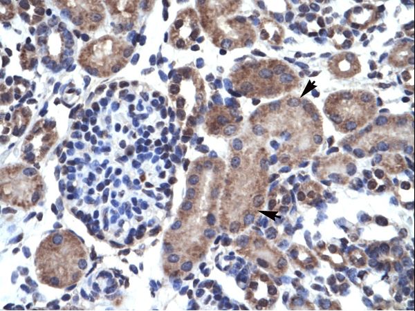 BCL2 / Bcl-2 Antibody - BCL2 / Bcl-2 antibody AVARP01005_P050-NP_000624-BCL2 (B-cell CLL/lymphoma 2) Antibody was used in IHC to stain formalin-fixed, paraffin-embedded human kidney.  This image was taken for the unconjugated form of this product. Other forms have not been tested.