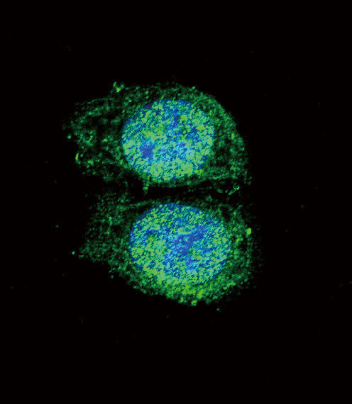 BCL2 / Bcl-2 Antibody - Confocal immunofluorescence of Bcl-2 Antibody (BH3 Domain Specific) with HeLa cell followed by Alexa Fluor 488-conjugated goat anti-rabbit lgG (green). DAPI was used to stain the cell nuclear (blue).