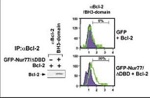 BCL2 / Bcl-2 Antibody - Left panel, of Bcl-2 BH3 domain exposure in HEK293 cells transfected with a plasmid coding for a DNA-binding domain-deleted construct of Nur77 (GFP-Nur77/dDBD) by using this antibody for immunoprecipitation (IP) and a different Bcl-2 antibody for western blot. Right panel, same analysis using antibody in flow cytometry. Data courtesy Dr Quan Chen, Chinese Academy of Sciences.