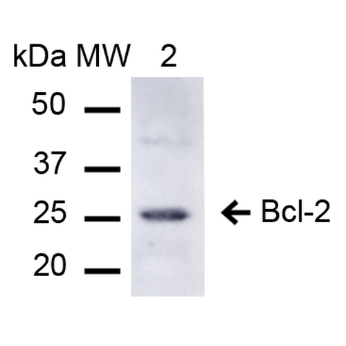 BCL2 / Bcl-2 Antibody - Western blot analysis of Human Embryonic kidney epithelial cell line (HEK293T) lysate showing detection of ~26.3 kDa Bcl-2 protein using Rabbit Anti-Bcl-2 Polyclonal Antibody. Lane 1: Molecular Weight Ladder (MW). Lane 2: 293Trap cell lysates. Load: 15 µg. Block: 5% Skim Milk in 1X TBST. Primary Antibody: Rabbit Anti-Bcl-2 Polyclonal Antibody  at 1:1000 for 2 hours at RT. Secondary Antibody: Goat Anti-Rabbit IgG: HRP at 1:1000 for 60 min at RT. Color Development: ECL solution for 6 min in RT. Predicted/Observed Size: ~26.3 kDa.