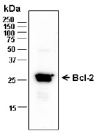 BCL2 / Bcl-2 Antibody - Western blot analysis of 100 ng Bcl-2 using purified rabbit anti-Bcl-2 primary antibody (1:5,000 µg/ml). The blot was incubated with anti-rabbit HRP-conjugated IgG (1:10,000).