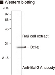 BCL2 / Bcl-2 Antibody