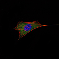 BCL2 / Bcl-2 Antibody - Immunofluorescence of NIH/3T3 cells using BCL-2 mouse monoclonal antibody (green). Blue: DRAQ5 fluorescent DNA dye. Red: Actin filaments have been labeled with Alexa Fluor-555 phalloidin.