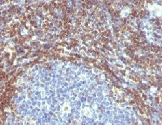 BCL2 / Bcl-2 Antibody - IHC testing of FFPE human tonsil with Bcl2 antibody (clone ARBC2-1).  This image was taken for the unmodified form of this product. Other forms have not been tested.
