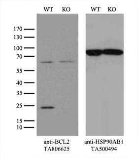 BCL2 / Bcl-2 Antibody - Equivalent amounts of cell lysates  and BCL2-Knockout HeLa cells  were separated by SDS-PAGE and immunoblotted with anti-BCL2 monoclonal antibody(1:500). Then the blotted membrane was stripped and reprobed with anti-HSP90AB1 antibody  as a loading control.