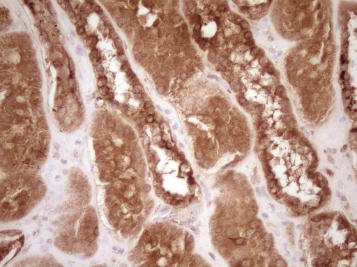 BCL2 / Bcl-2 Antibody - Immunohistochemical staining of paraffin-embedded Human Kidney tissue within the normal limits using anti-BCL2 mouse monoclonal antibody. (Heat-induced epitope retrieval by 1 mM EDTA in 10mM Tris, pH8.5, 120C for 3min,