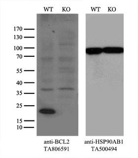 BCL2 / Bcl-2 Antibody - Equivalent amounts of cell lysates  and BCL2-Knockout HeLa cells  were separated by SDS-PAGE and immunoblotted with anti-BCL2 monoclonal antibody(1:500). Then the blotted membrane was stripped and reprobed with anti-HSP90AB1 antibody  as a loading control.