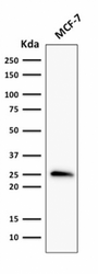 BCL2 / Bcl-2 Antibody - Western Blot Analysis of MCF-7 Cell lysate using Bcl-2 Mouse Recombinant Monoclonal Antibody (rBCL2/796).