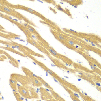 BCL2 / Bcl-2 Antibody - Immunohistochemistry of paraffin-embedded mouse heart.