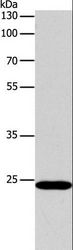 BCL2 / Bcl-2 Antibody - Western blot analysis of HeLa cell, using BCL2 Polyclonal Antibody at dilution of 1:650.