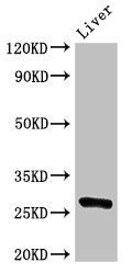 BCL2 / Bcl-2 Antibody - Western Blot Positive WB detected in: Rat liver tissue All lanes: BCL2 antibody at 3µg/ml Secondary Goat polyclonal to rabbit IgG at 1/50000 dilution Predicted band size: 27, 23 kDa Observed band size: 27 kDa
