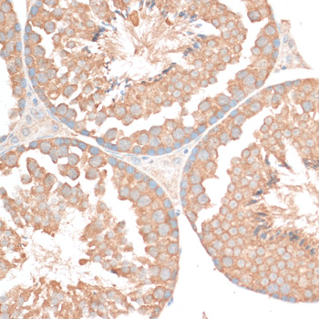 BCL2 / Bcl-2 Antibody - Immunohistochemistry of paraffin-embedded mouse testis using BCL2 antibody at dilution of 1:100 (40x lens).