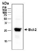 BCL2 / Bcl-2 Antibody - Western blot analysis of 100 ng Bcl-2 using purified rabbit anti-Bcl-2 primary antibody (1:5,000 µg/ml). The blot was incubated with anti-rabbit HRP-conjugated IgG (1:10,000).