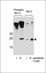 BCL2 / Bcl-2 Antibody - Western blot of extracts from Jurkat cells,untreated or treated with paclitaxel,using phospho-Bcl2(Ser70)(left) or Bcl2 antibody(right).