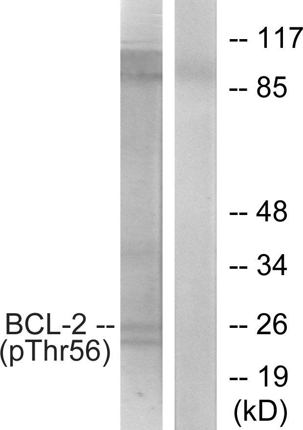 BCL2 / Bcl-2 Antibody - Western blot analysis of lysates from K562 cells treated with H2O2 100uM 30', using BCL-2 (Phospho-Thr56) Antibody. The lane on the right is blocked with the phospho peptide.