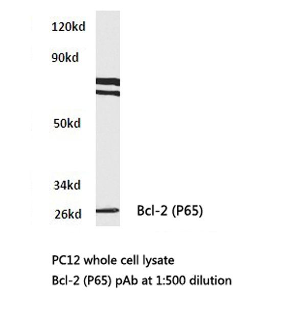 BCL2 / Bcl-2 Antibody - Western blot of BCL-2 (P65) pAb in extracts from PC12 cells.