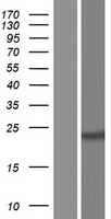BCL2 / Bcl-2 Protein - Western validation with an anti-DDK antibody * L: Control HEK293 lysate R: Over-expression lysate